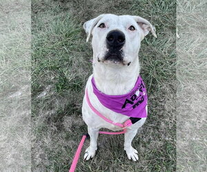 Gigi - Female Labrador Retriever-Unknown Mix Dog for Adoption - Photo #2