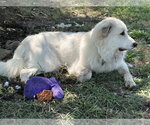 Small #8 Great Pyrenees