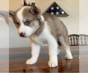Siberian Husky Puppy for Sale in OWENSBORO, Kentucky USA