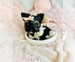 Small #11 Biewer Terrier