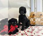 Small Photo #3 Poodle (Standard) Puppy For Sale in HALLANDALE, FL, USA