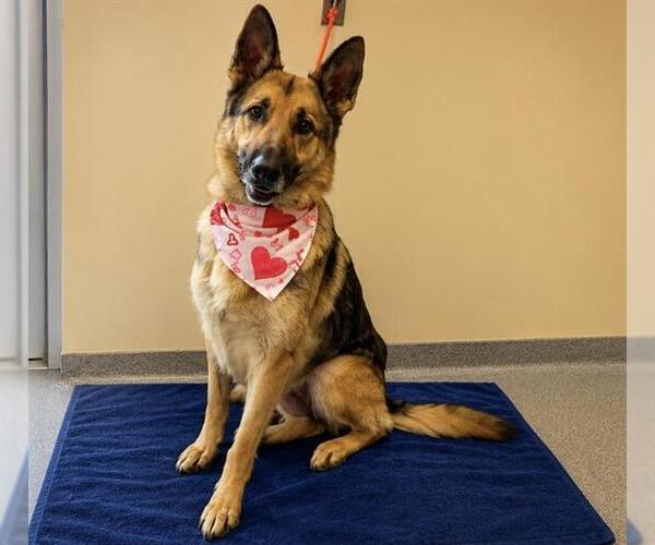 Medium Photo #2 German Shepherd Dog Puppy For Sale in Orange, CA, USA