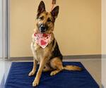 Small #1 German Shepherd Dog