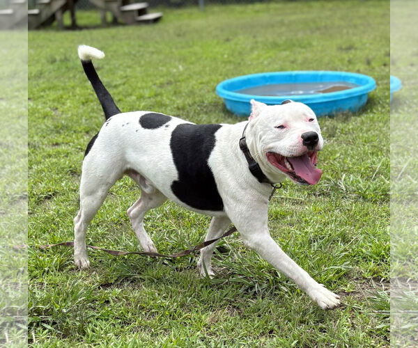 Medium Photo #3 Mutt Puppy For Sale in Virginia Beach, VA, USA