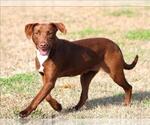 Small #1 Labrador Retriever Mix