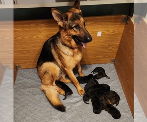 Mother of the German Shepherd Dog puppies born on 11/19/2022