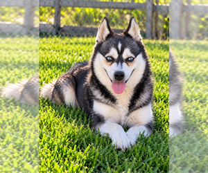 Alaskan Klee Kai Puppy for sale in HILLSBORO, OH, USA
