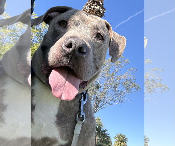 Medium Photo #3 Mutt Puppy For Sale in El Centro, CA, USA