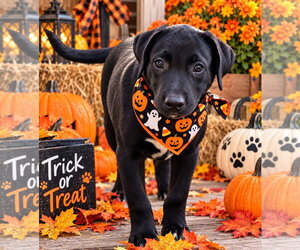 American Pit Bull Terrier-Labrador Retriever Mix Dogs for adoption in Southbury, CT, USA