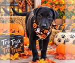 Gus~meet me! - Male American Pit Bull Terrier-Labrador Retriever Mix Dog for Adoption - Small photo