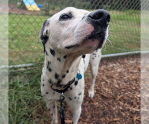 Dalmatian-Labrador Retriever Mix Dogs for adoption in Waterford, VA, USA