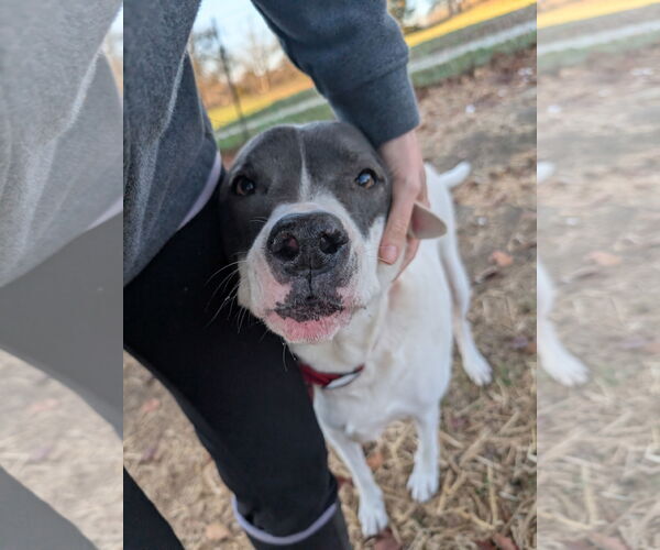 Medium Photo #5 American Staffordshire Terrier-Unknown Mix Puppy For Sale in Overland Park, KS, USA