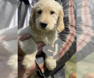 Goldendoodle Puppy for sale in CHAPMANSBORO, TN, USA