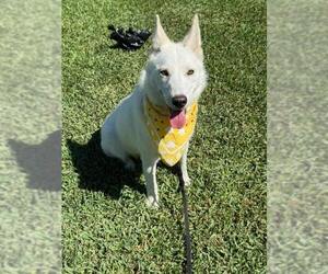 Siberian Husky-Unknown Mix Dogs for adoption in San Leon, TX, USA