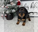 Small #3 Dachshund