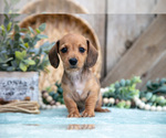 Small Photo #18 Dachshund Puppy For Sale in GREENWICH, OH, USA