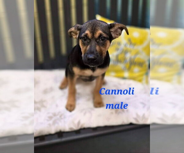 Medium Photo #2 German Shepherd Dog-Unknown Mix Puppy For Sale in Chester, VA, USA
