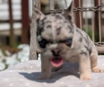 Small #3 French Bulldog