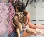 Small #6 French Bulldog