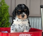 Small Photo #35 Cockapoo (Miniature) Puppy For Sale in GOSHEN, IN, USA