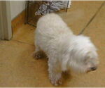 Small Maltese