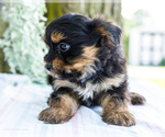 Small Photo #20 Yoranian Puppy For Sale in WAKARUSA, IN, USA