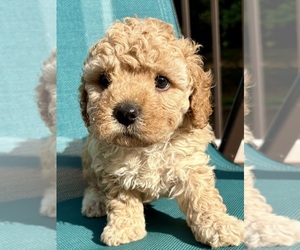 Cavapoo Puppy for Sale in WAUSEON, Ohio USA