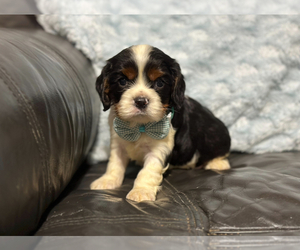 Cavalier King Charles Spaniel Puppy for sale in CAMPBELLSVILLE, KY, USA