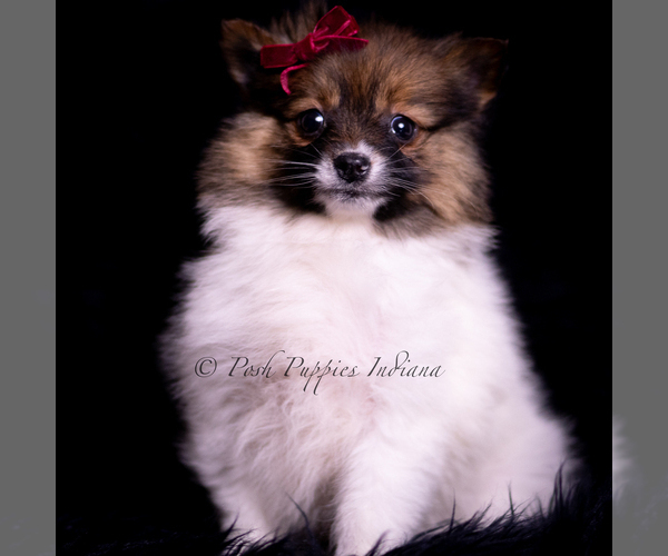 Medium Photo #2 Pomeranian Puppy For Sale in WARSAW, IN, USA