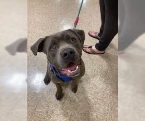 Labrador Retriever-Unknown Mix Dogs for adoption in Silver Spring, MD, USA
