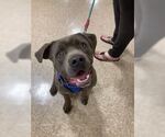 Small Labrador Retriever Mix