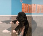 Small #1 Siberian Husky