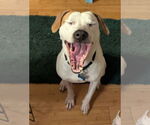 Small #2 Mutt