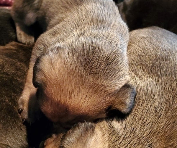 Medium Photo #6 Cane Corso Puppy For Sale in MOORESVILLE, NC, USA