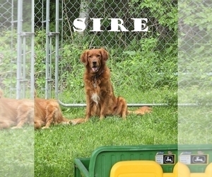 Father of the Golden Retriever puppies born on 10/28/2025