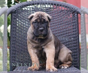 Cane Corso Puppy for sale in LANCASTER, PA, USA