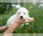 Small #8 Great Pyrenees
