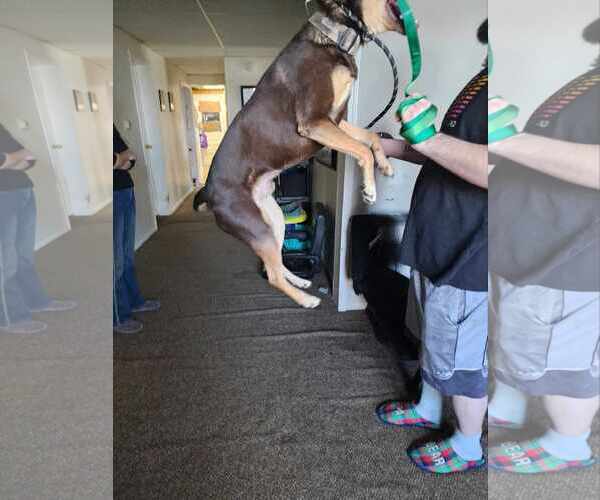 Medium Photo #10 Siberian Husky-Unknown Mix Puppy For Sale in Lockport, NY, USA