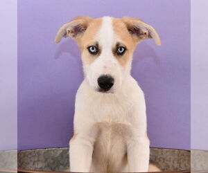 Australian Shepherd-Huskies  Mix Dogs for adoption in Sheridan, CO, USA