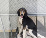 Small #1 Coonhound Mix