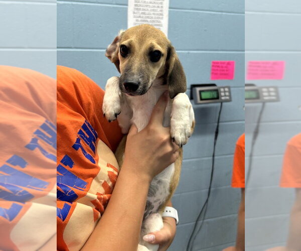 Medium Photo #2 Beagle-German Shepherd Dog Mix Puppy For Sale in Evansville, IN, USA