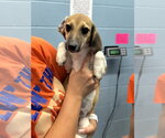 Small #1 Beagle-German Shepherd Dog Mix