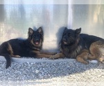 Small #26 German Shepherd Dog