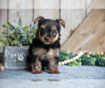 Small #2 Yorkshire Terrier