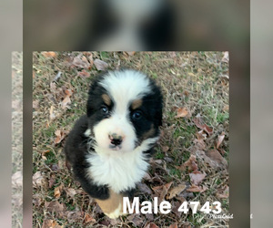 Mountain Mastiff Puppy for sale in PORT REPUBLIC, MD, USA
