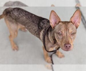 Mutt Dogs for adoption in Denver, CO, USA