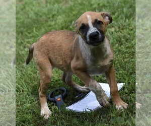 Mutt Dogs for adoption in Mechanicsburg, PA, USA