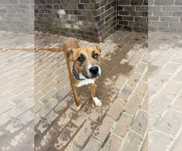 Medium Photo #8 Retriever -Unknown Mix Puppy For Sale in Woodbury, NY, USA