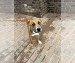 Small #7 Retriever  Mix