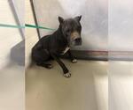 Small Mutt